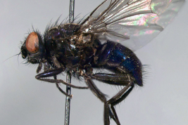 Female, lateral view