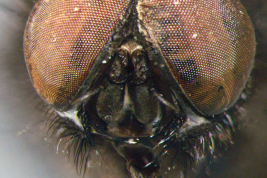 Male, head anterior view
