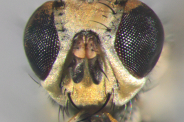 Head, anterior view