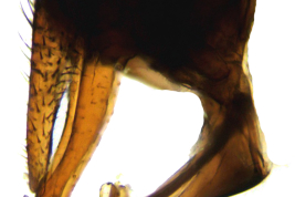 Male, terminalia