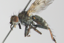 Female, lateral