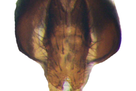 Male, cercal plate