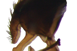 Male, terminalia