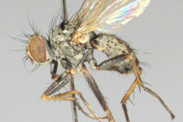 Male, lateral view
