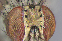 Male, head
