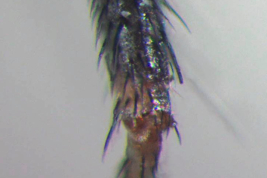 Male, hind femur