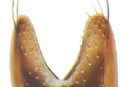 Male, sternite 5