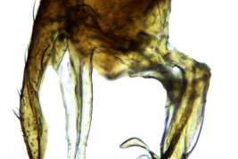 Male, cercus and surstylus 