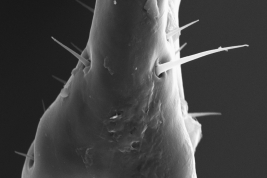 Male, cercus distal tip (Scanning)