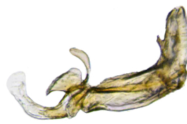 Male, aedeagus