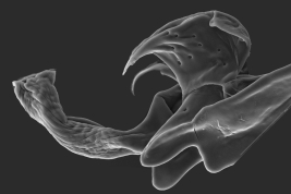 Male, aedeagus detailed (Scanning)