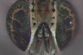 Female, head
