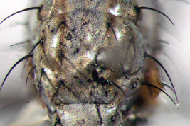 Female, thorax