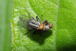 Copyright: Lucas Rubio. Location: Dique Luján, Buenos Aires province.