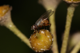 Copyright: Lucas Rubio. Location: Dique Luján, Buenos Aires province.
