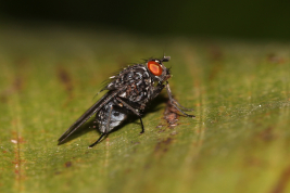 Copyright: Lucas Rubio. Location: Dique Luján, Buenos Aires province.