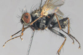 Male, lateral view
