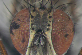 Male, head