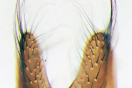 Male, sternite 5