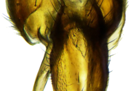 Male, cercus dorsal