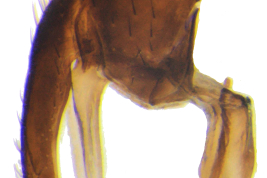 Male, cercus and surstylus 