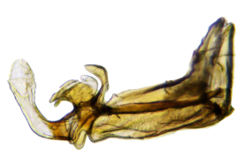 Male, aedeagus