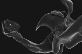 Male, aedeagus detailed (Scanning)
