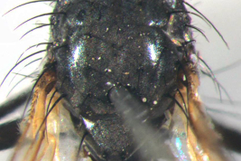Male, thorax