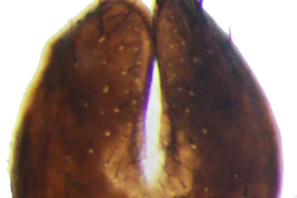 Male, sternite 5
