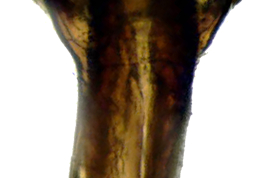Male, cercus dorsal