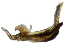 Male, aedeagus