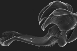 Male, aedeagus detailed (Scanning)