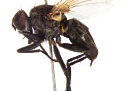 Female, lateral view