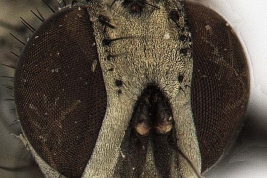 Male, Head