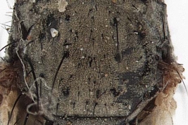 Male, thorax