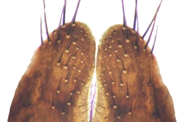 Male, sternite 5