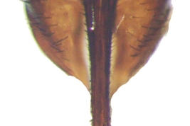 Male, cercus