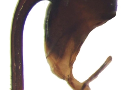 Male, cercus