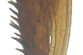 Male, detail cercus and surstylus