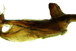 Male, phallic complex