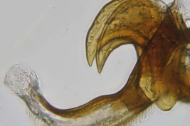 Male, distiphallus