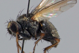 Female, lateral view