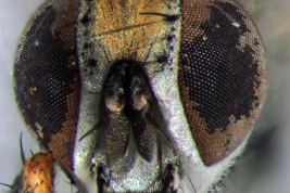 Female, head
