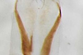 Female, ovipositor dorsal