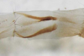 Female, ovipositor ventral