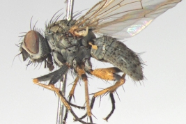 Female, lateral view