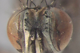 Female, head