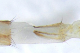 Female, ovipositor dorsal