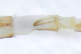 Female, ovipositor ventral