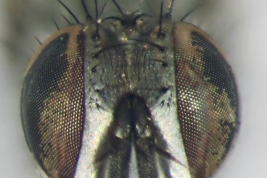 Male, Head